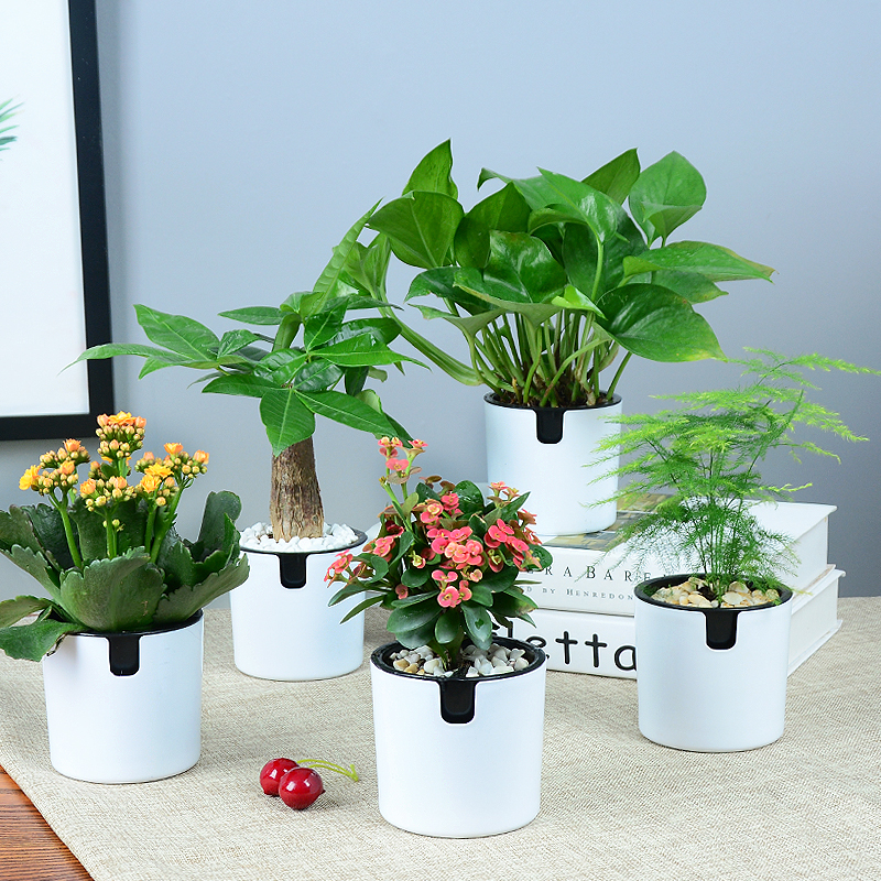 绿萝盆栽植物室内绿箩发财树吊兰办公室桌面水培小花卉绿植富贵竹