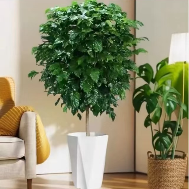 1-1.2米幸福树盆栽大客厅室内办公室净化空气北欧风平安植物绿宝