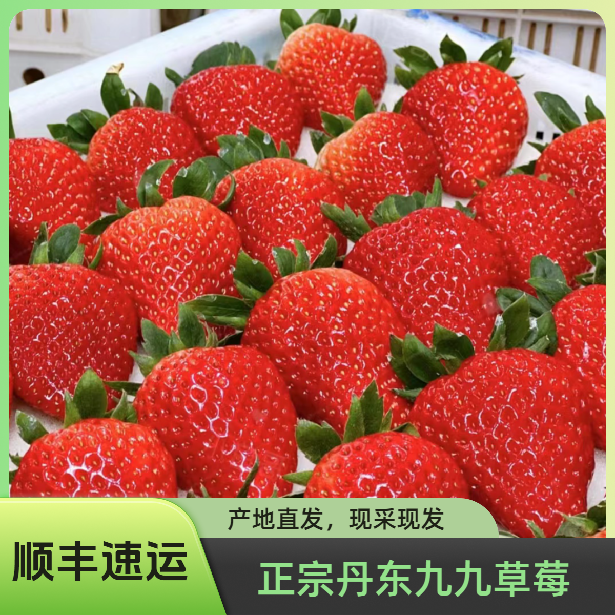 正宗丹东99红颜草莓东港椅圈镇核心产区新鲜香甜牛奶草莓奶油草莓