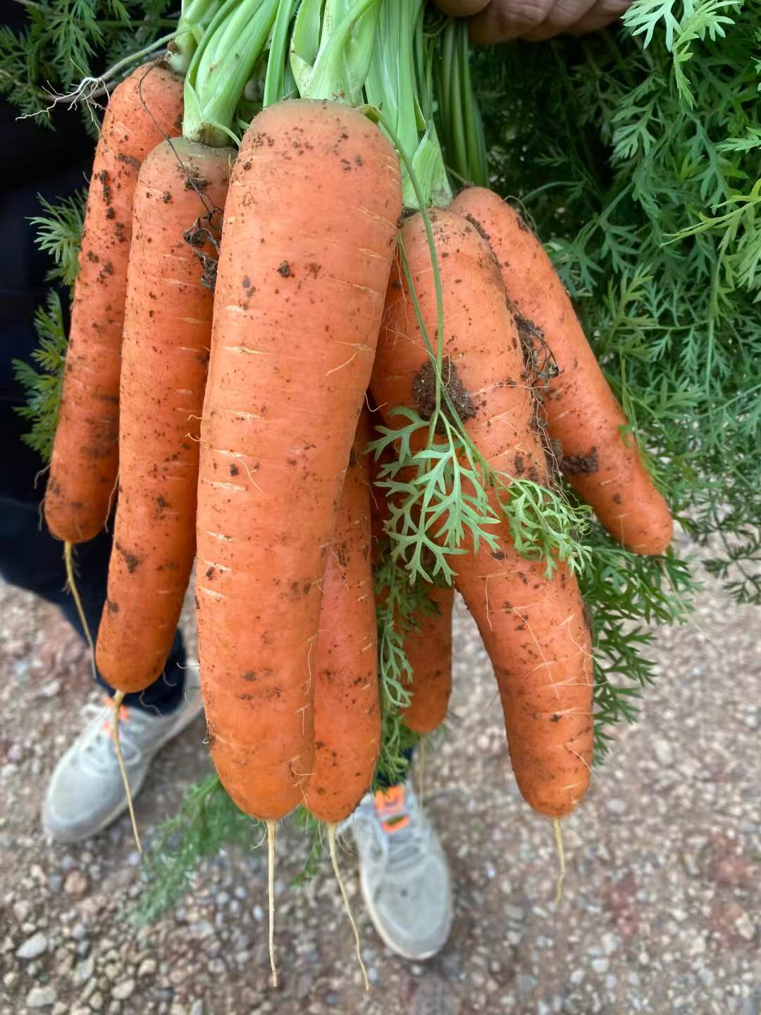 【顺丰包邮】农村自种非转基因胡萝卜现摘现发