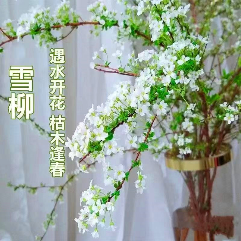 雪柳干枝花水培室内鲜切枝条喷雪花遇水开花办公室内植物水培花卉