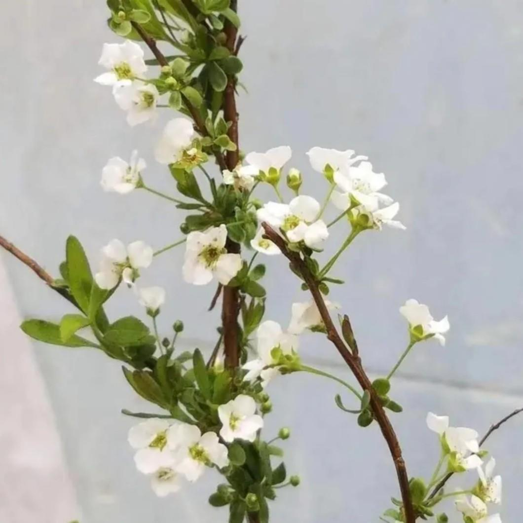 雪柳干枝花室内水培耐寒真花插水养绿植种植干花遇水开花清香植物