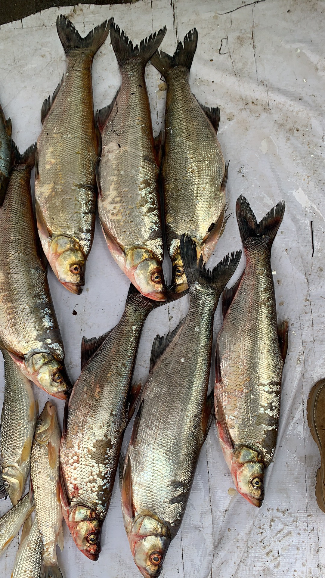 乌苏里野生江杂鱼