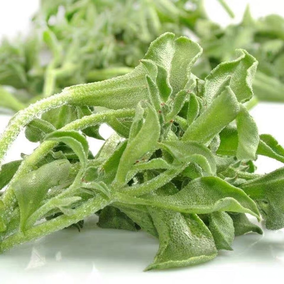 水晶冰菜种子大叶冰草沙拉青叶蔬菜种籽庭院阳台盆栽青菜春秋播