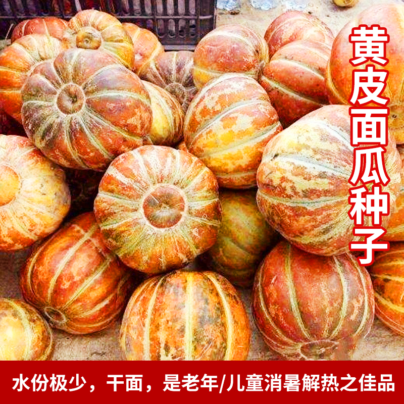 羊角蜜绿宝石种子老品种面瓜种籽黄皮花皮面瓜种子露地生吃甜瓜种