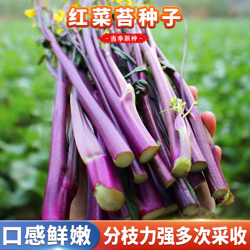 红菜苔种籽紫菜苔种子甜菜心菜花菜种油菜尖秋后蔬菜种孑适合秋冬