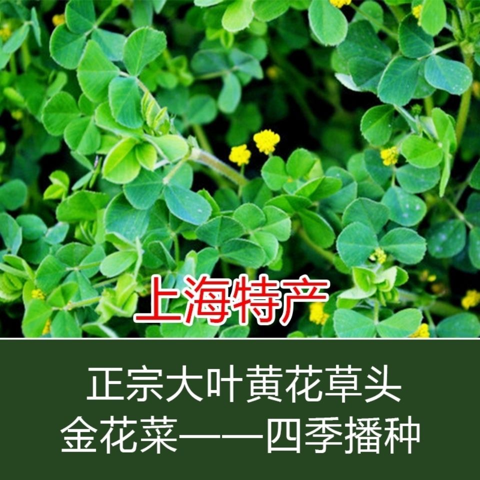 正宗草头种子金花菜种子大叶黄花南方苜蓿食用野菜种子四季可播种