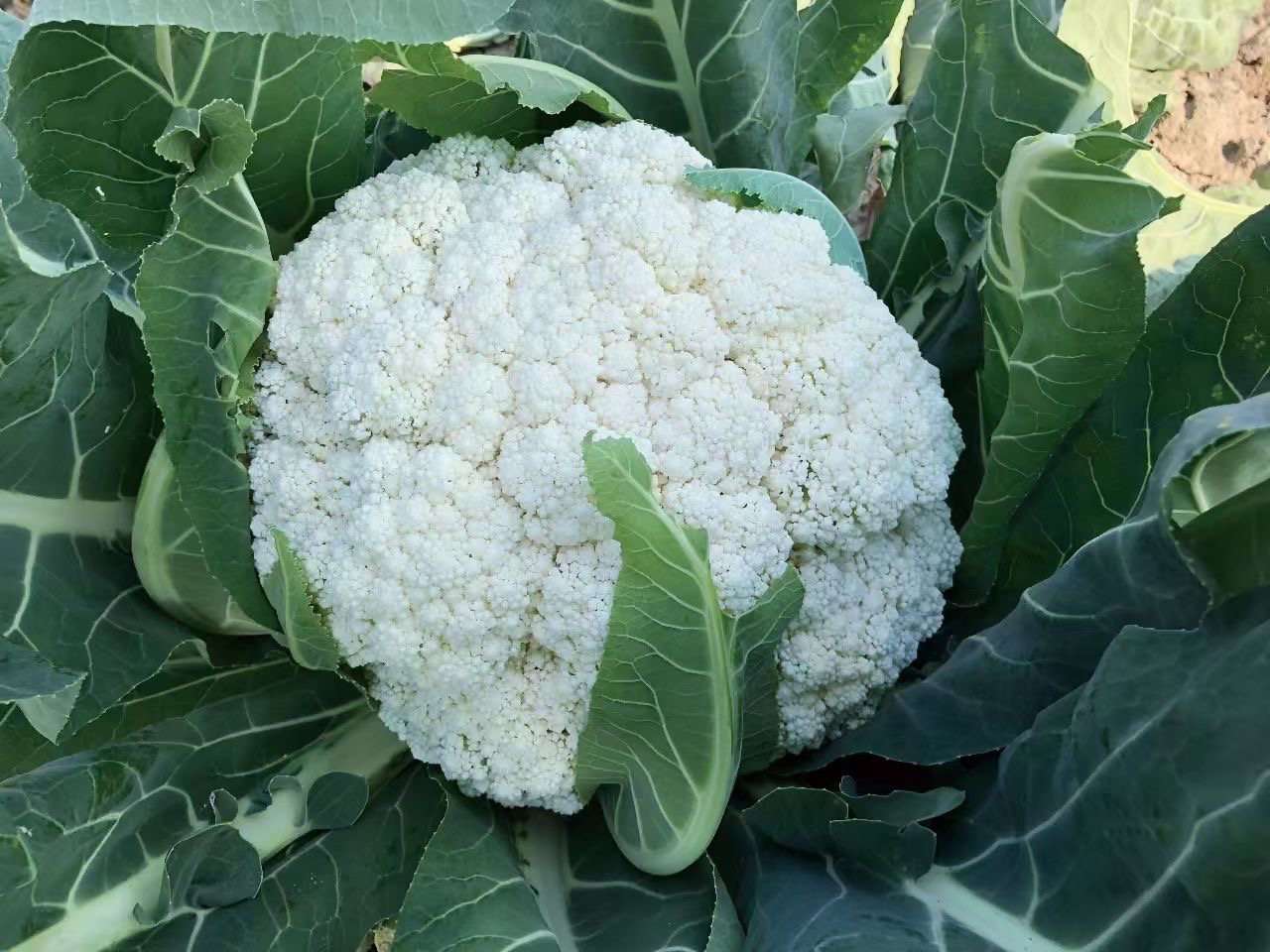 松花菜种子白花菜青梗花椰菜高产南北方有机花菜种盆栽春秋蔬菜孑
