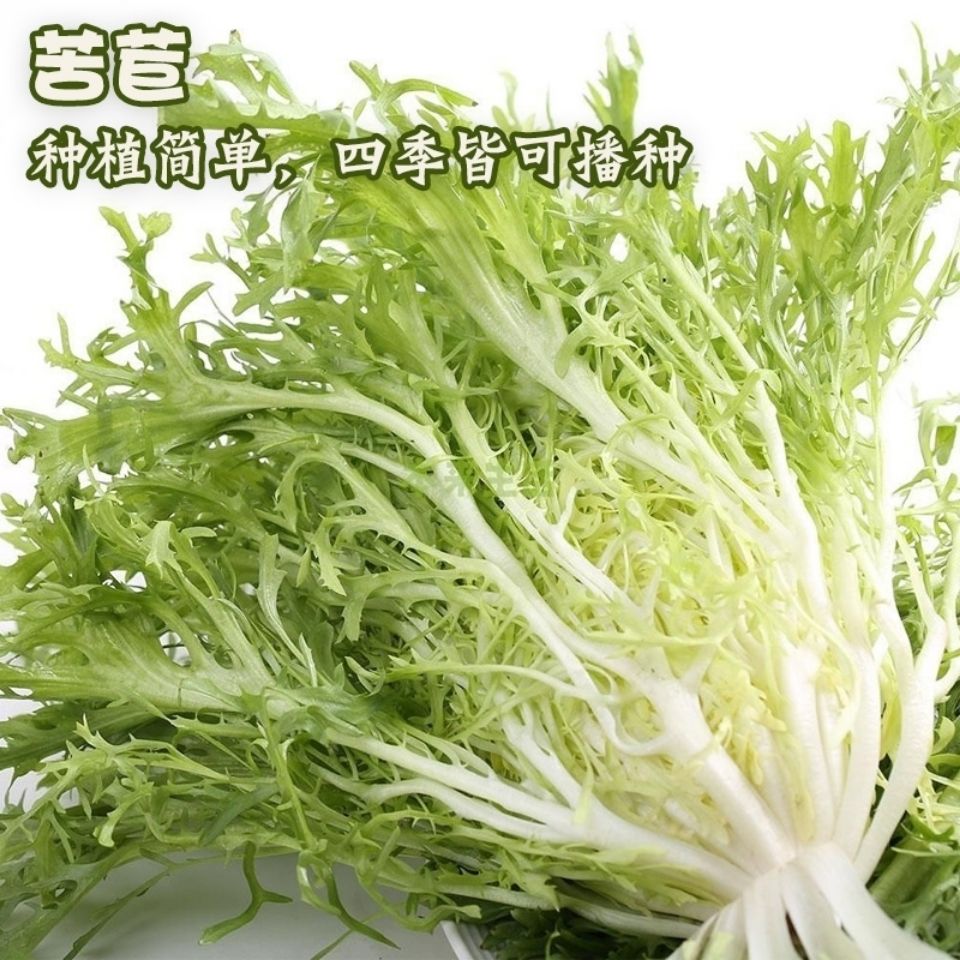 苦苣种子大全农家苦菊菜籽种蔬菜种孑苦苣菜种籽春秋冬季四季菜籽