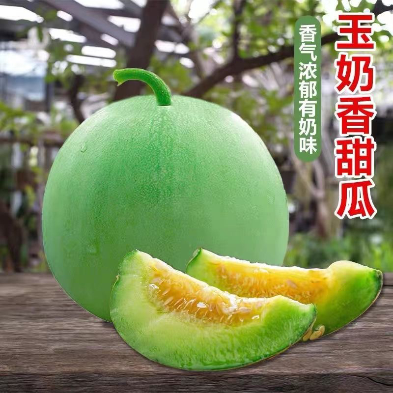 奶香甜瓜种子早熟薄皮香甜瓜种籽南北方大棚露地春季播白皮香瓜籽