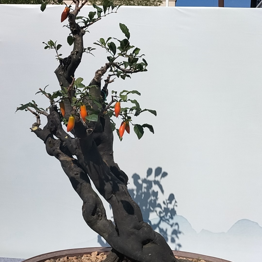 老鸦柿下山生桩，盆景素材，一物一拍。