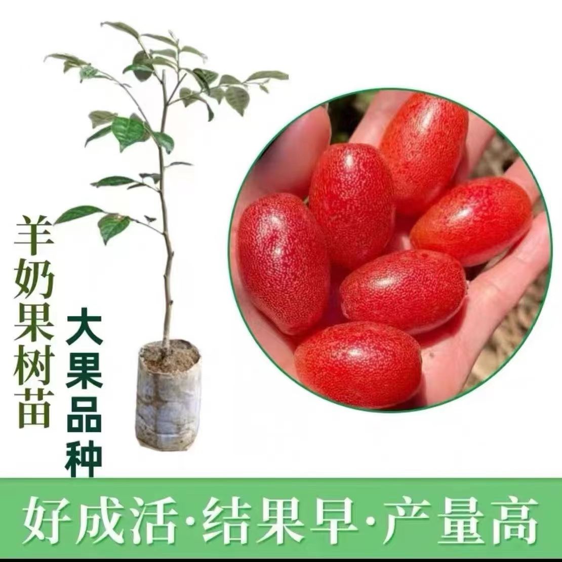 德甜二号羊奶果树苗纯甜羊奶大果胡颓子羊奶果苗盆栽地栽庭院种植