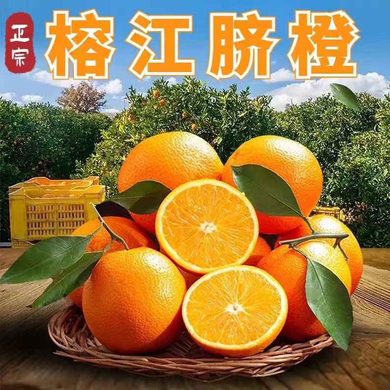 贵州村超榕江高山脐橙现摘现发新鲜橙子薄皮多汁冰糖橙水果超甜