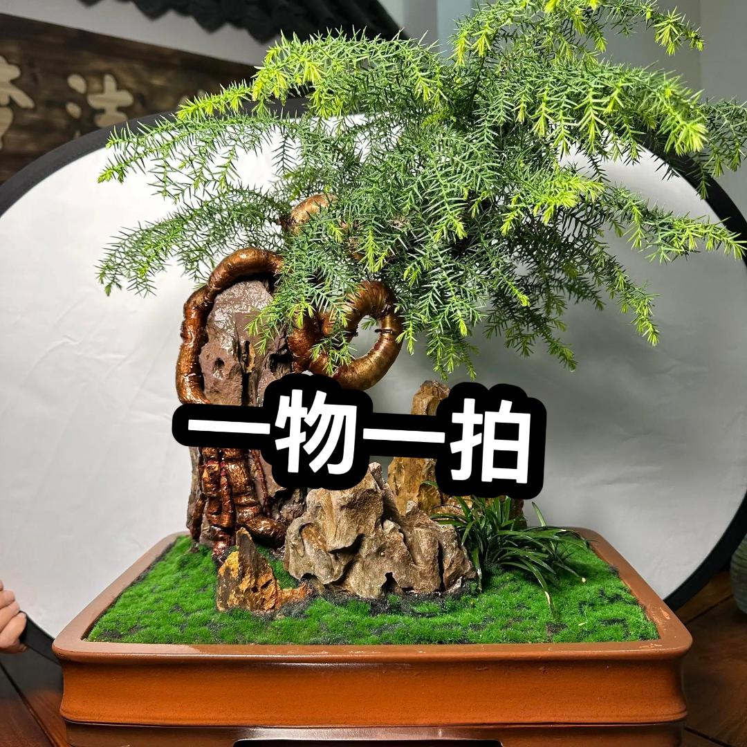 （梦洁盆景）一物一拍 精品澳洲杉抱石盆景 以直播间为准