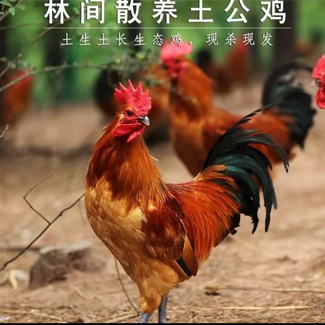 俩只散养大公鸡（保八斤送鸡胗鸡心一共半斤）