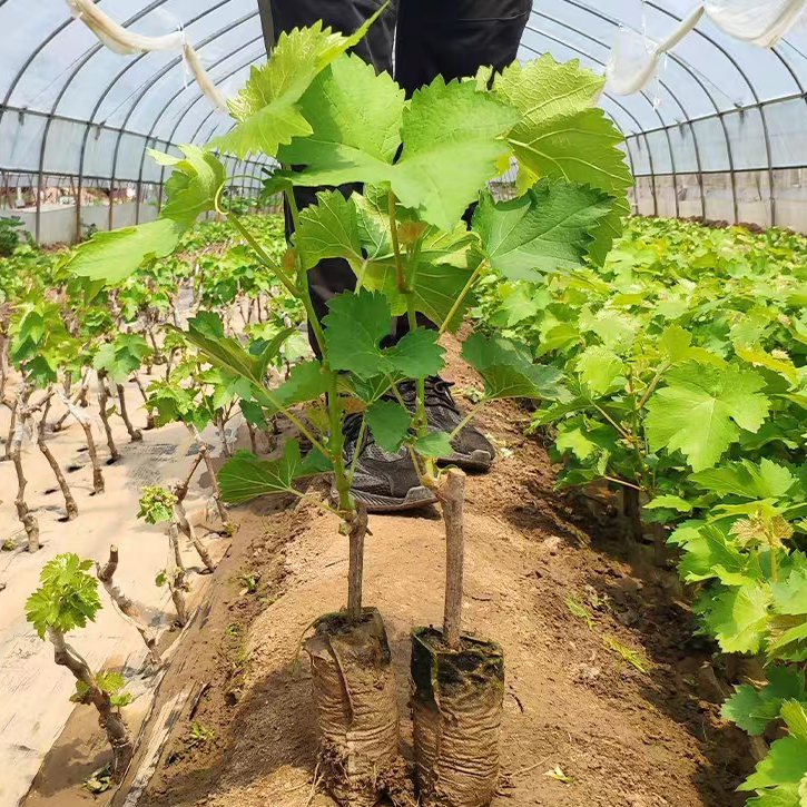（直播专属）新品南方北方嫁接绿植盆栽