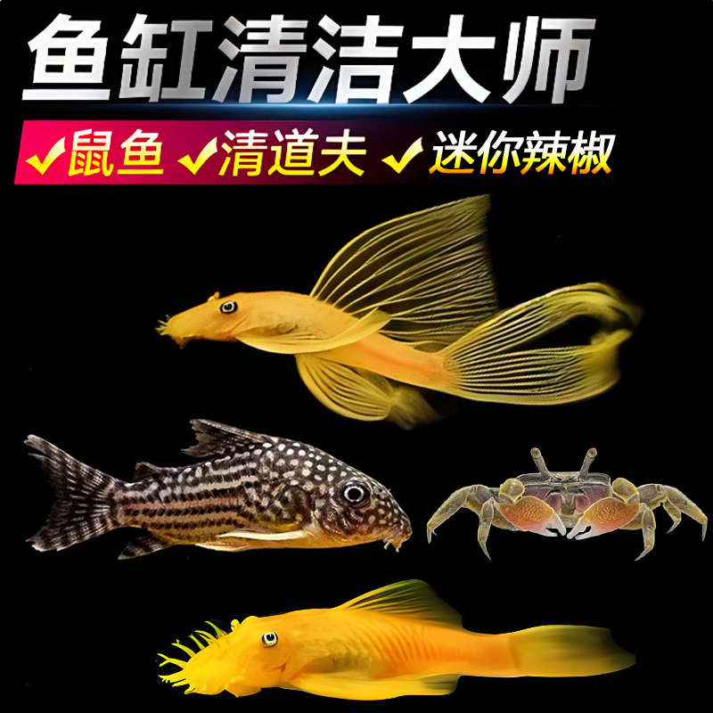观赏鱼鼠鱼草缸清洁黄金大胡子巧克力娃娃活体养殖淡水饲养发货
