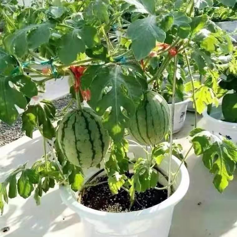 甜麒麟蜜罐小西瓜种子无籽小西瓜四季种植阳台庭院盆栽水果种子