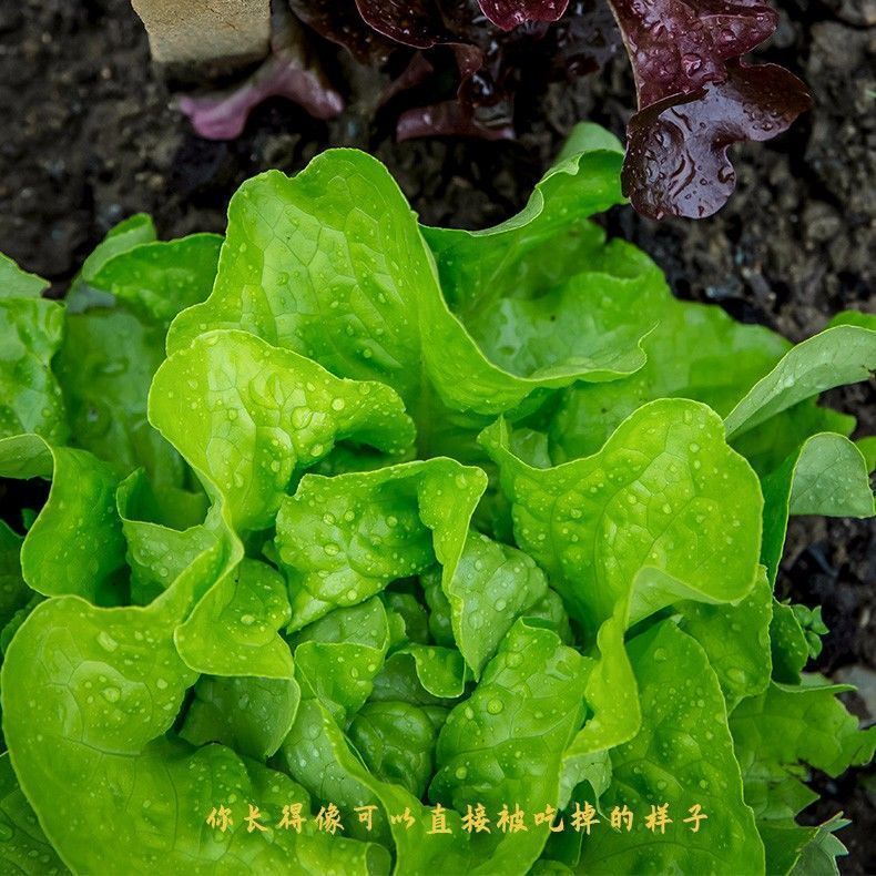 四季奶油生菜种子可生吃阳台盆栽夏季耐热蔬菜种籽农家玻璃生菜种