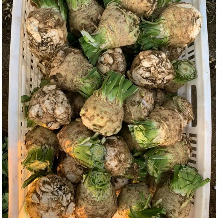 地中海根芹种子种籽四季种植多茬采收芹菜种子芹菜根子蔬菜种庭院