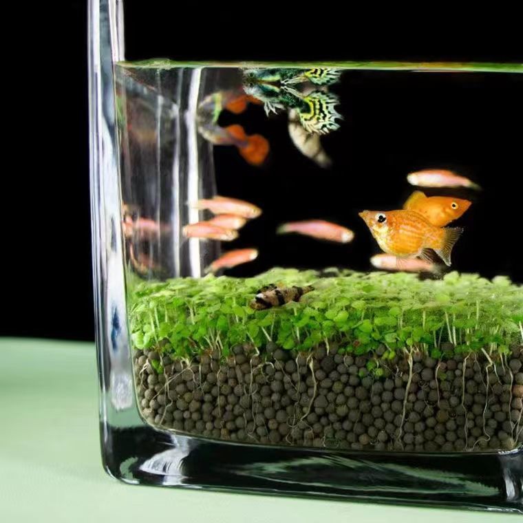 水草种子水草泥水草缸生态玻璃鱼缸小型小鱼缸水养鱼缸免洗海草泥