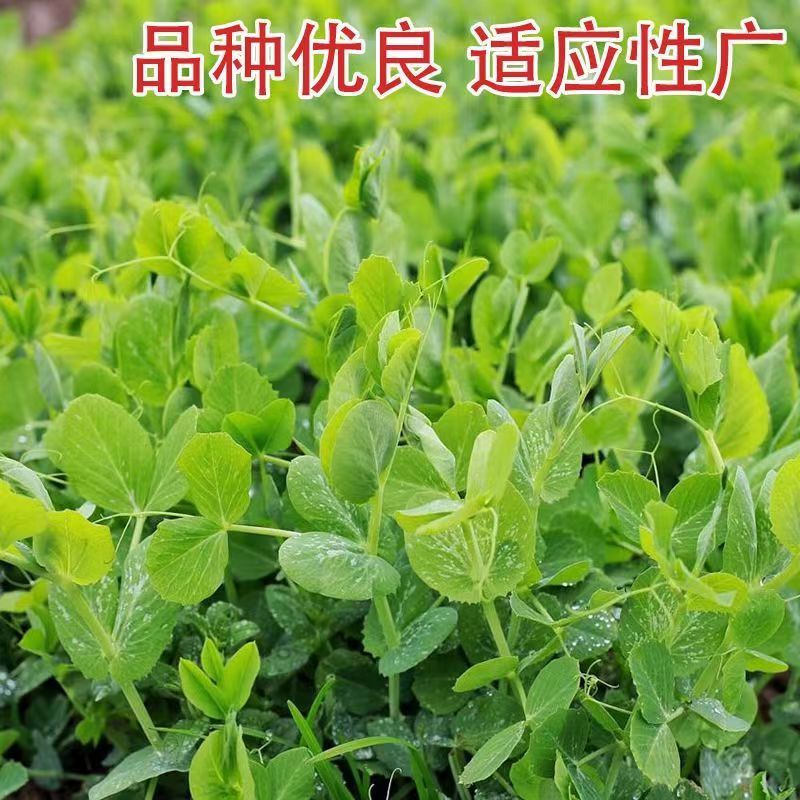 无须豌豆苗种子豌豆尖种子四季种阳台盆栽芽苗菜秋冬季蔬菜种子