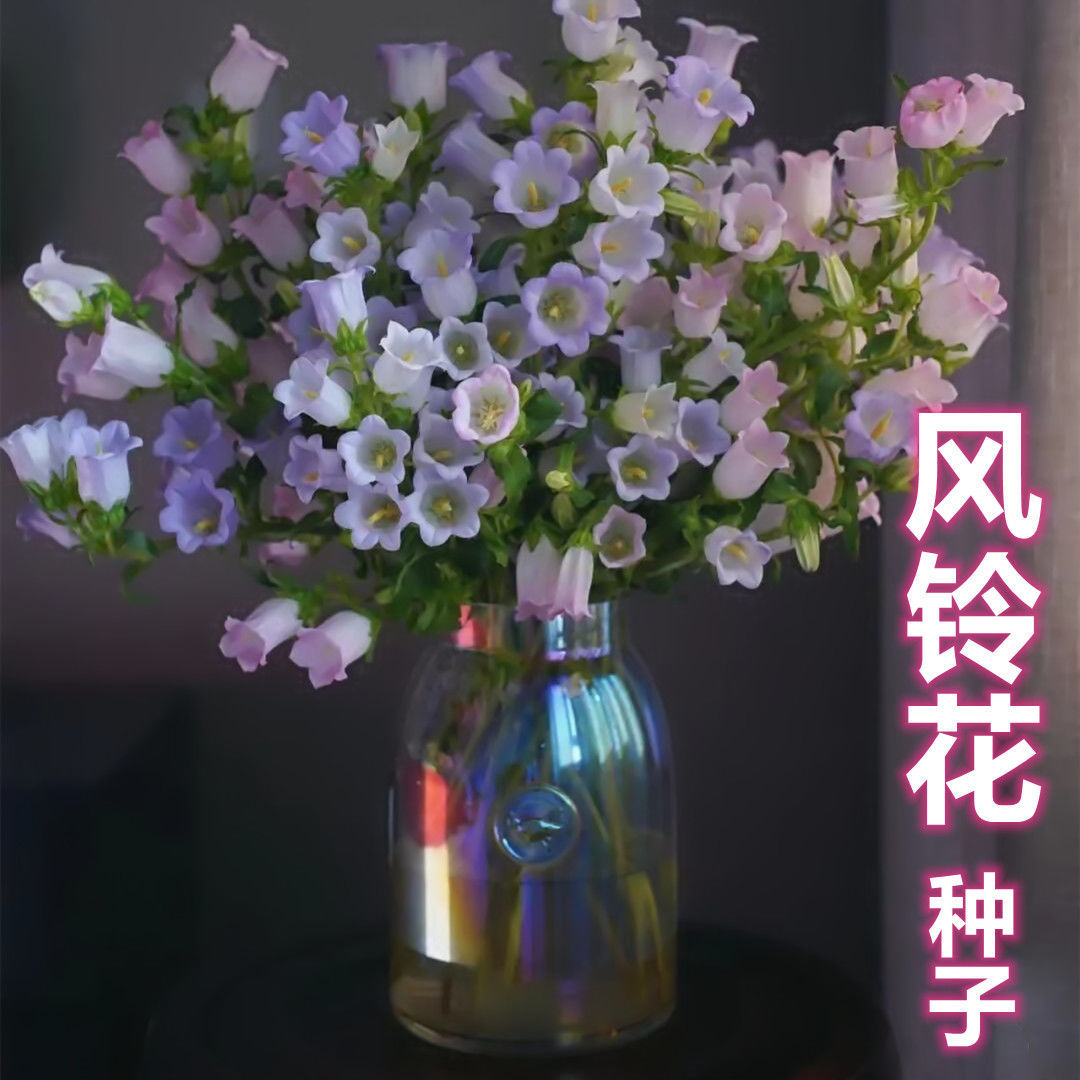 丛生风铃草种子风铃花籽阳台庭院观赏植物花卉种盆栽花卉种子