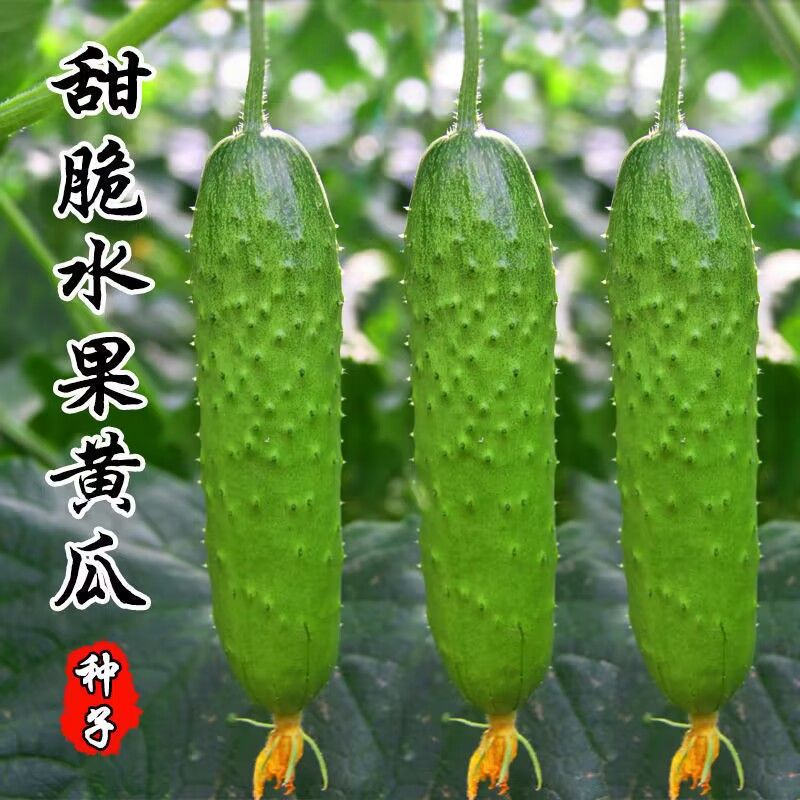 满地爬水果黄瓜种子四季庭院阳台盆栽黄瓜籽种蔬菜种子