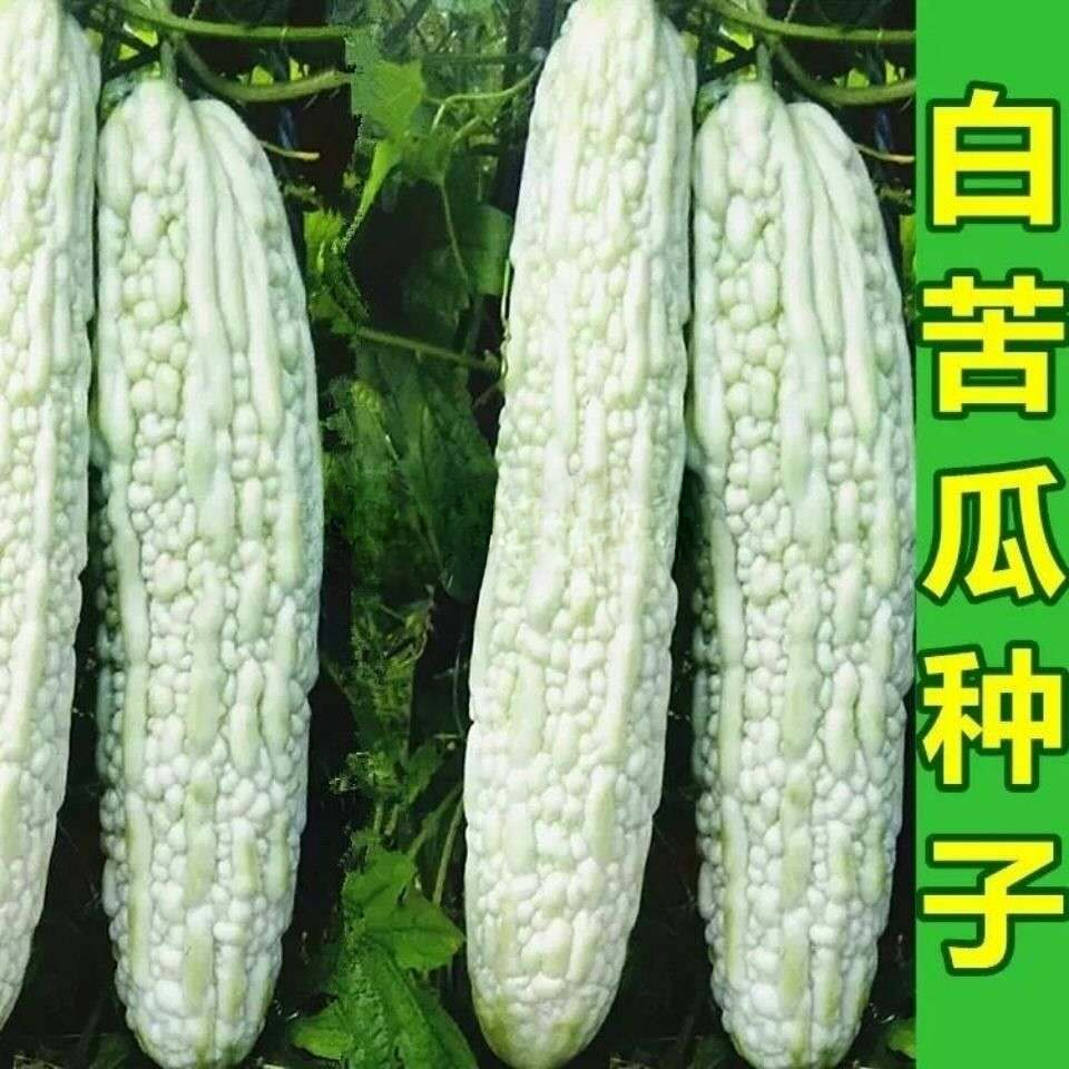 白苦瓜种子大型白苦瓜长白苦瓜耐热高产四季播苦瓜种子