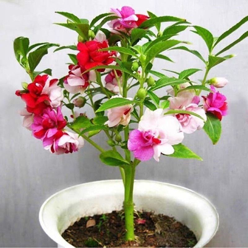 重瓣凤仙花种子指甲草花盆栽花种孑四季活阳台室内外卉花子