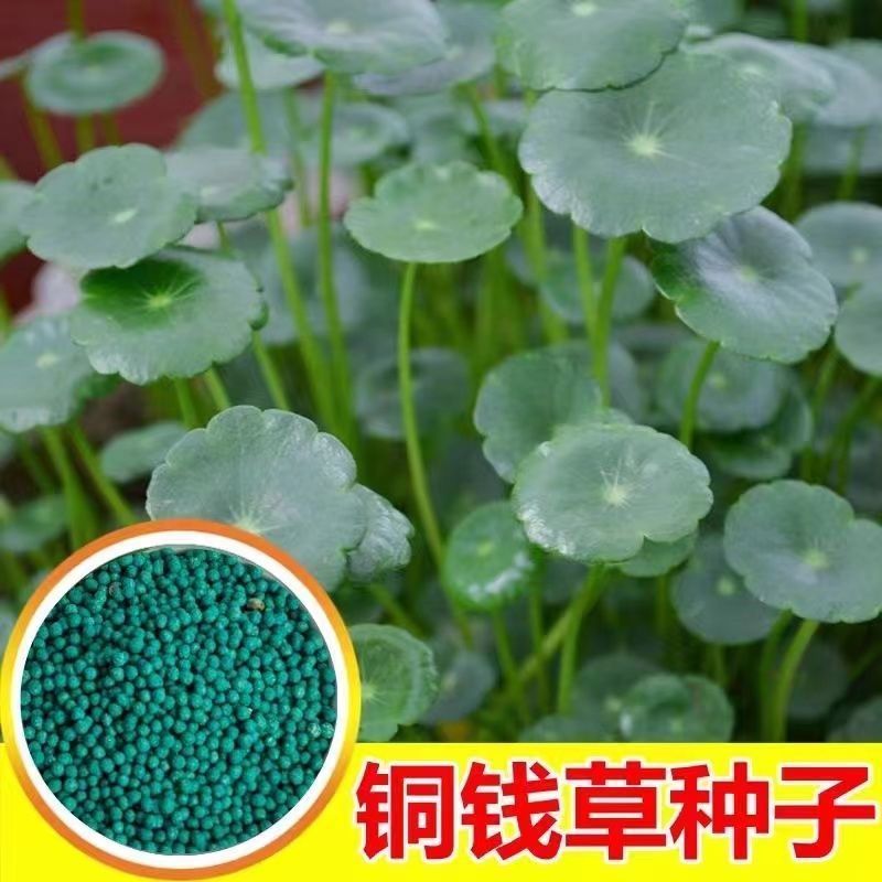 铜钱草金钱草水养种籽水培土培花种子大号四季庭院阳台盆栽种
