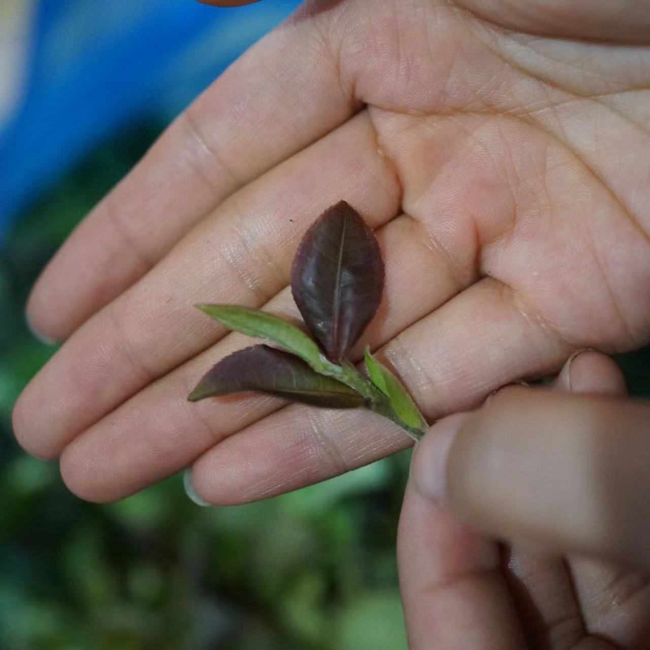 【细猫】2025年倚邦猫耳朵古树头春挑采普洱茶生茶散茶（无茶样）
