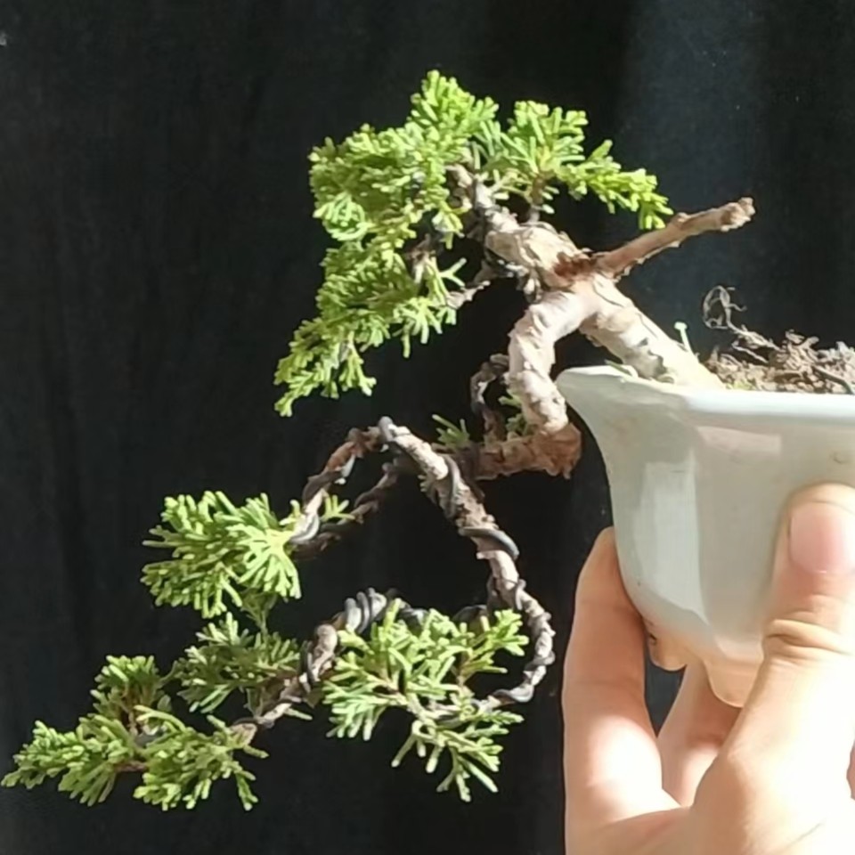 济州真柏 嫁接五针松盆景 精品盆景 室内盆景 桌面盆景