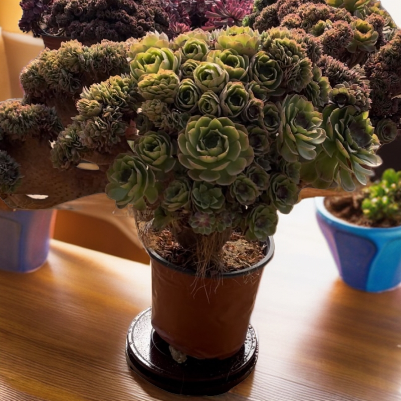 多肉法师锦、法师缀化，此链接一物一拍没有选货下单随机发货不退