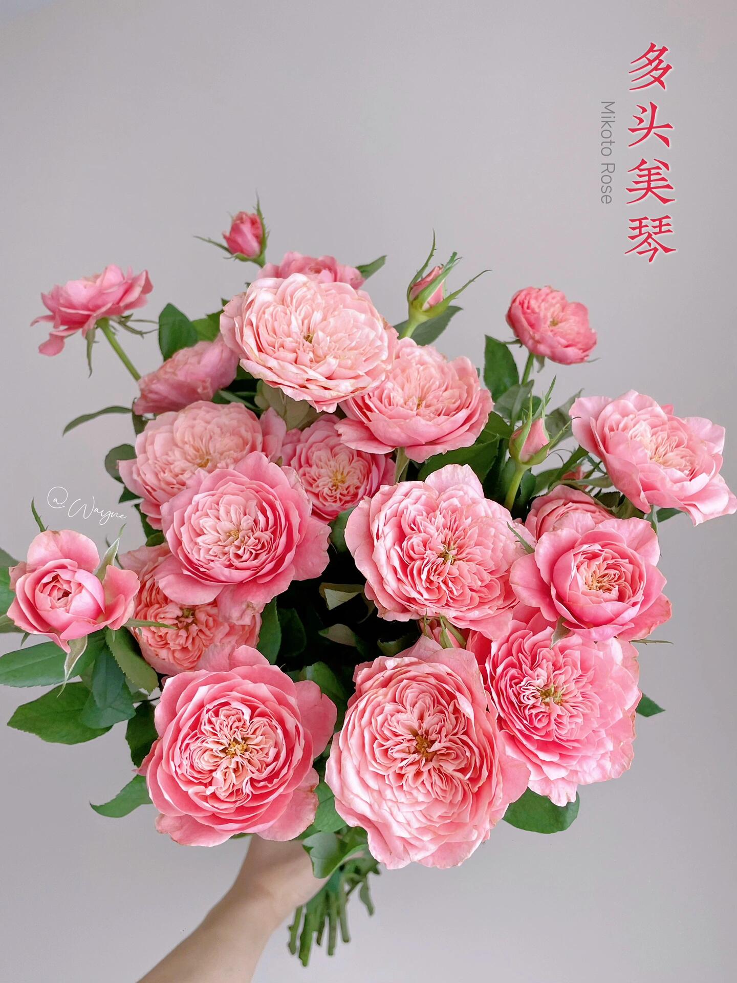 美琴多头玫瑰，基地直发，一单包邮