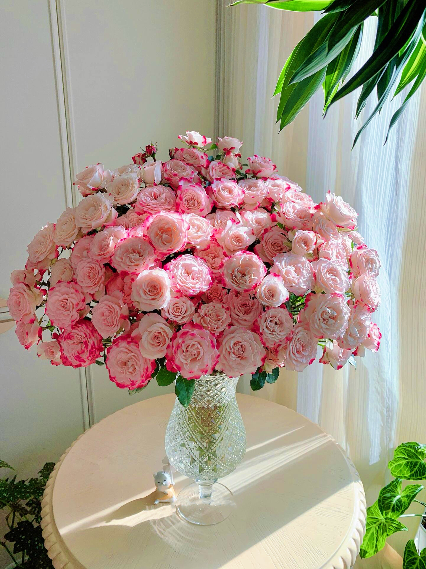 折射多头玫瑰，基地直发，一单包邮