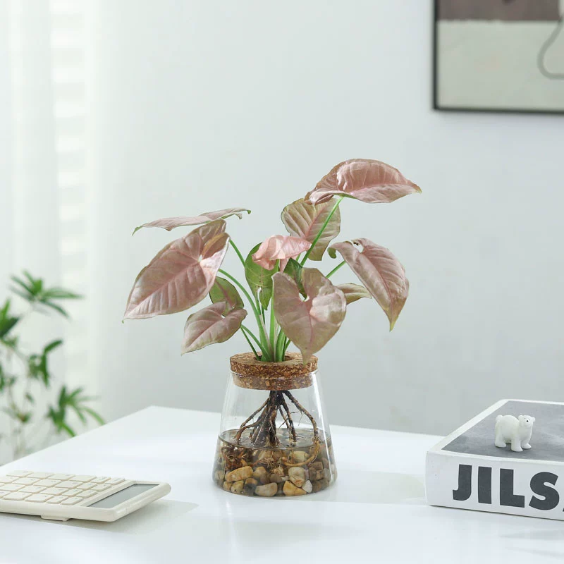 红粉佳人盆栽懒人好养活水盆植物粉色合果芋室内桌面净化空气绿植