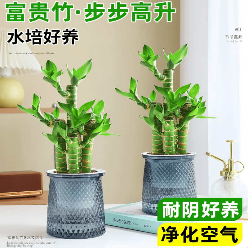 节节高富贵竹植物客厅招财小型盆栽办公室桌面摆件防辐射净化空气