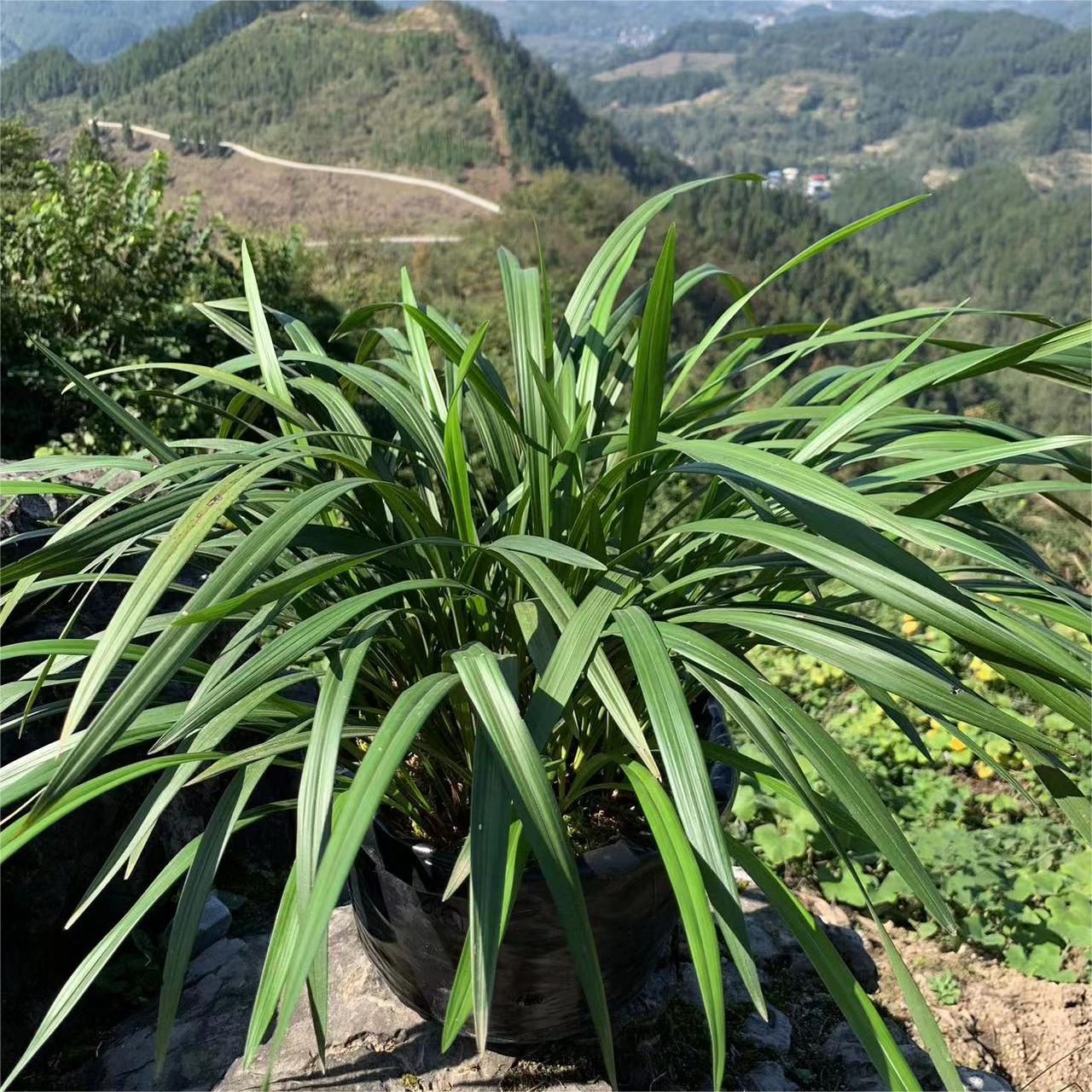 庭院花盆栽景资源兰花建兰四季兰蕙兰春兰春剑大叶寒兰春剑蜜蜂兰