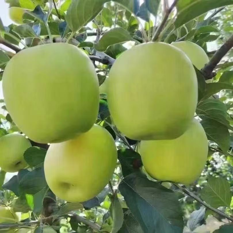 瑞雪苹果（份/5斤）（仅限大同平城区云冈区可拍）