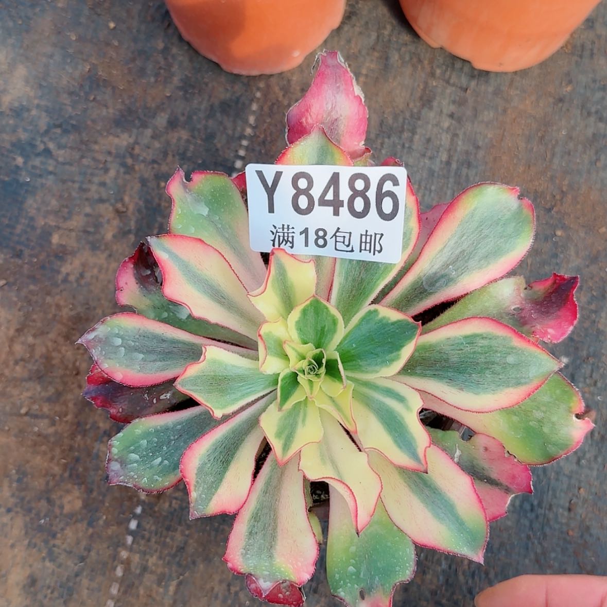 【闪购商品】Y8486