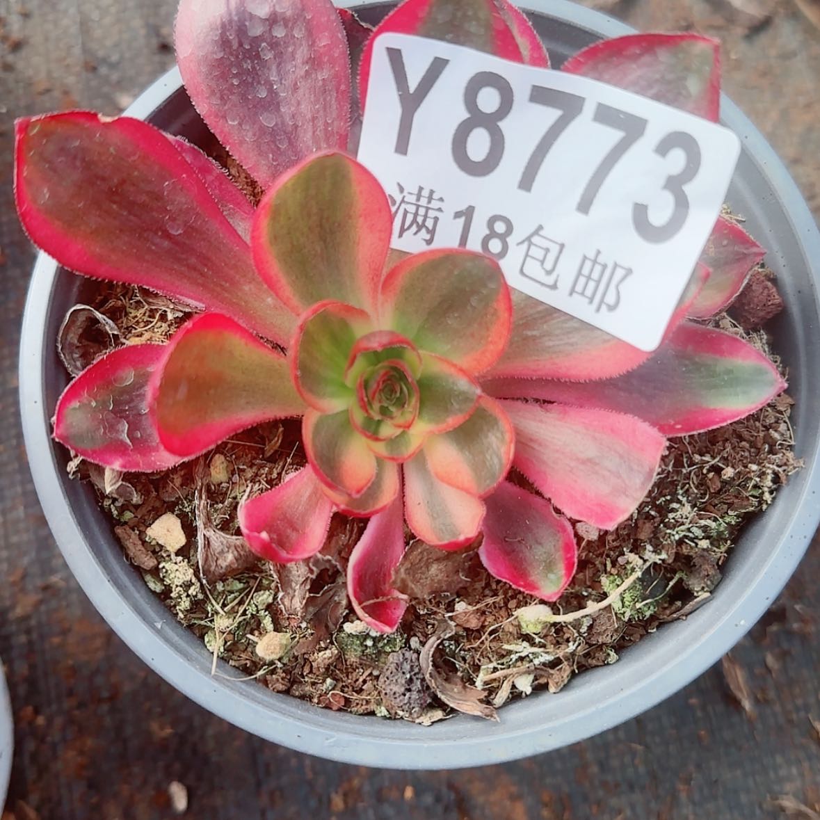 【闪购商品】Y8773