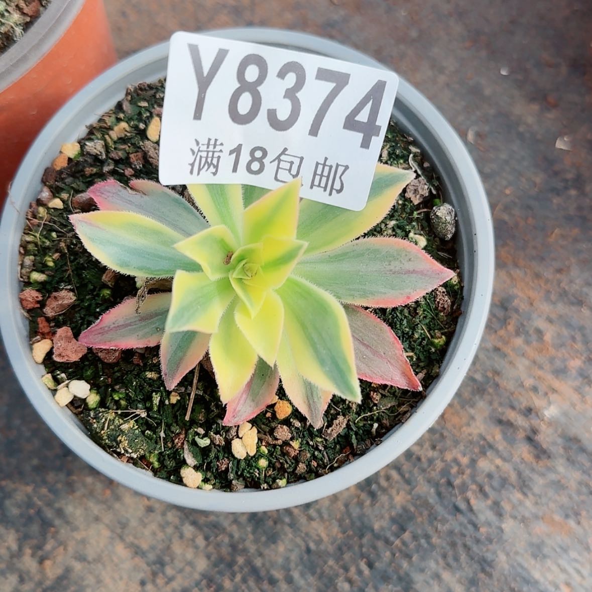 【闪购商品】Y8374