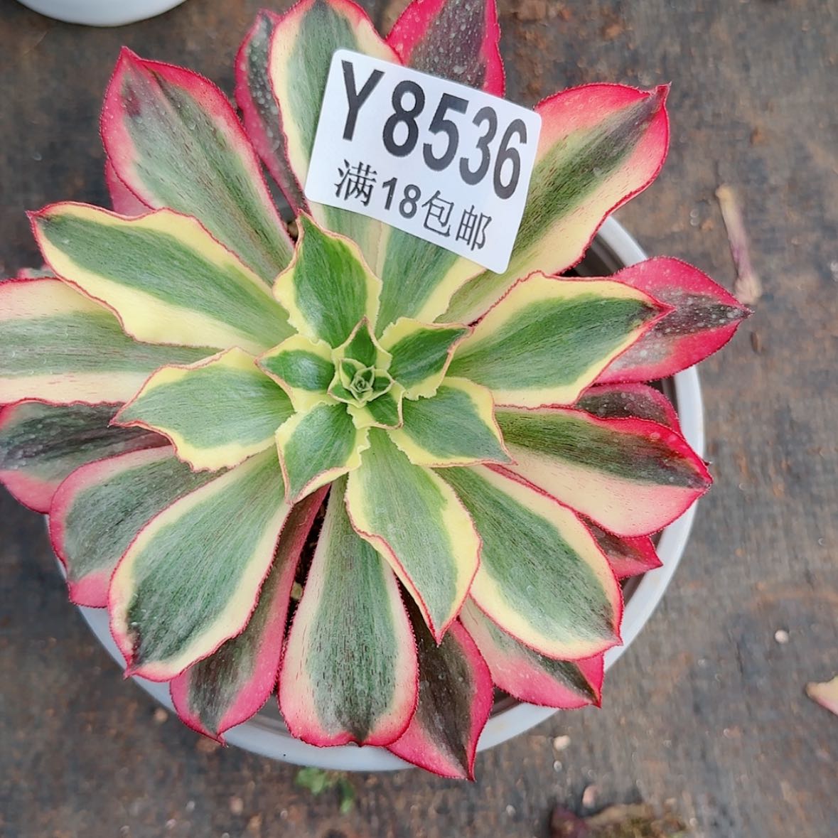 【闪购商品】Y8536