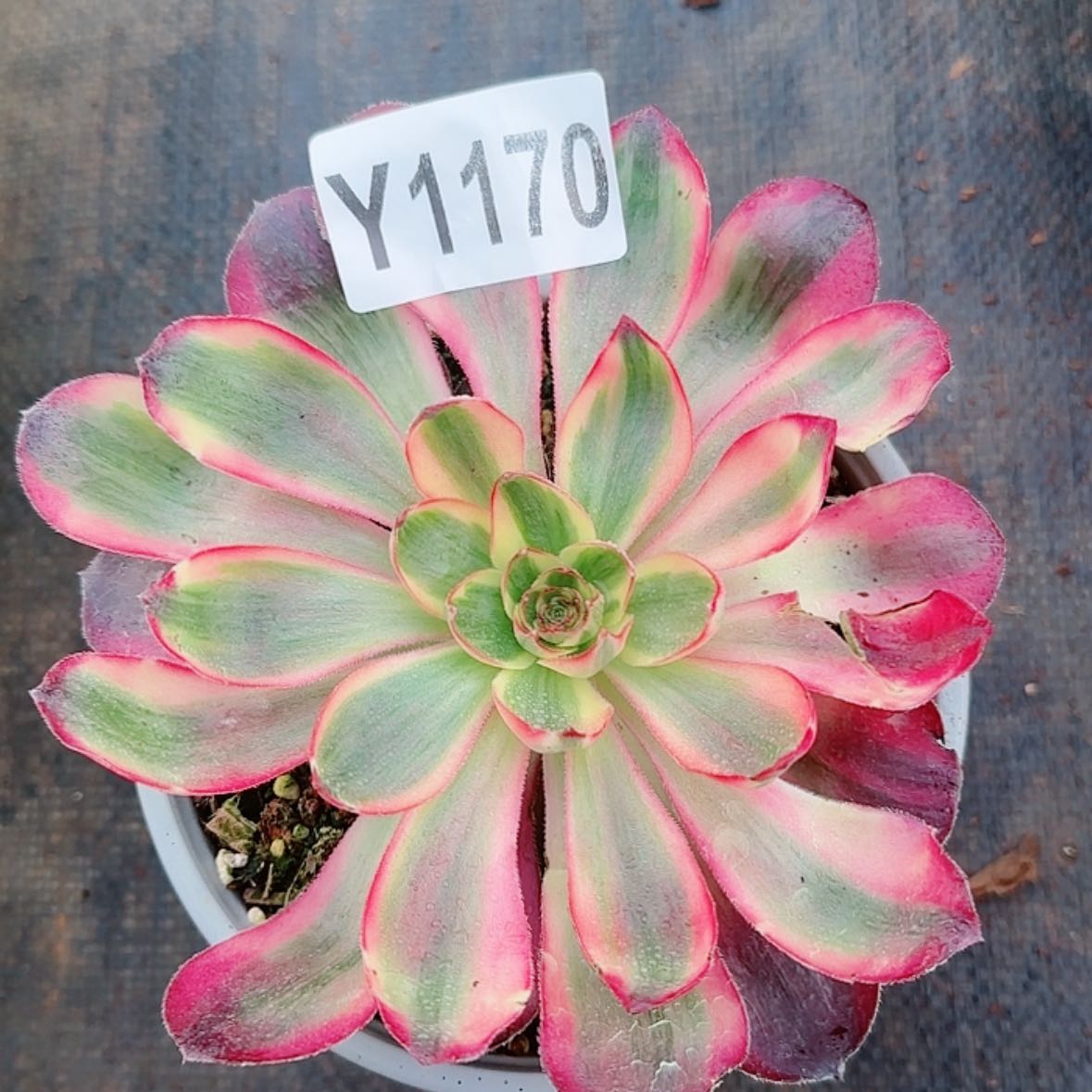 【闪购商品】Y1170