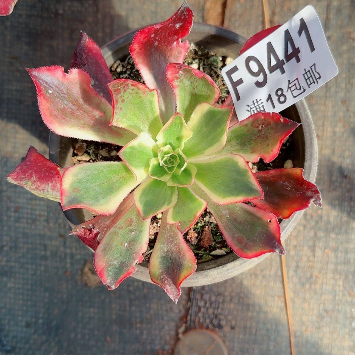【闪购商品】F9441