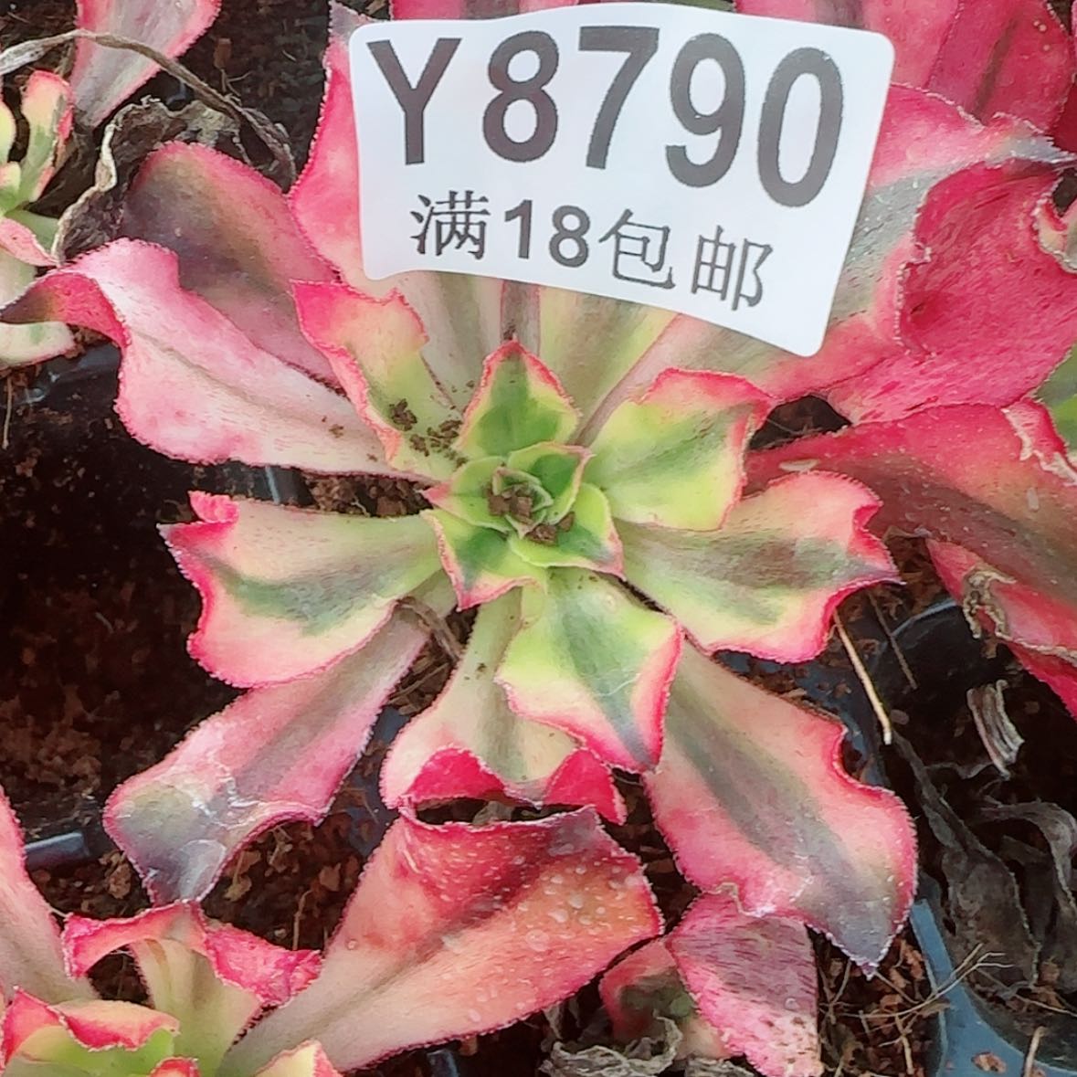 【闪购商品】Y8790