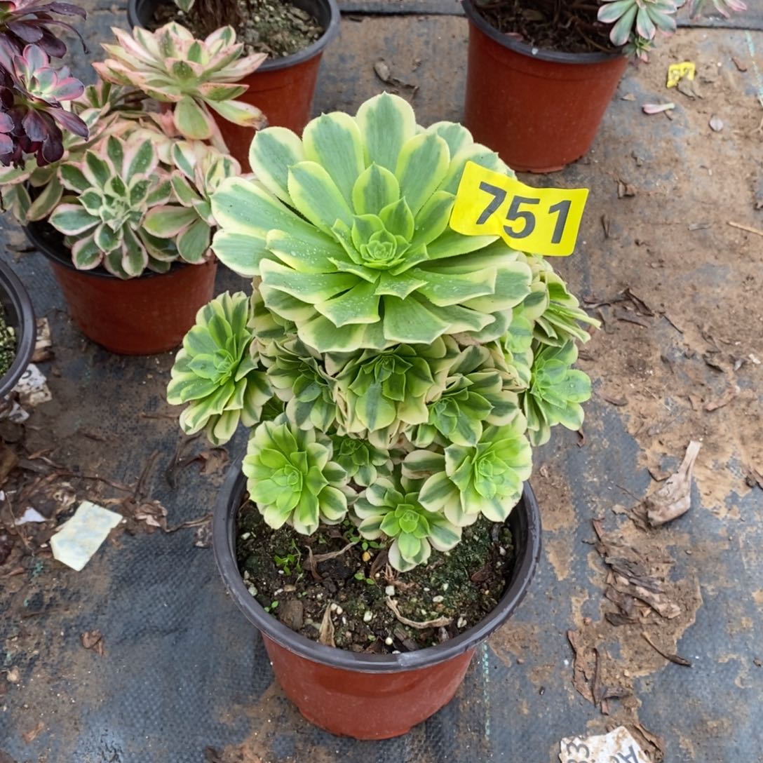 金丝翡翠多肉法师751