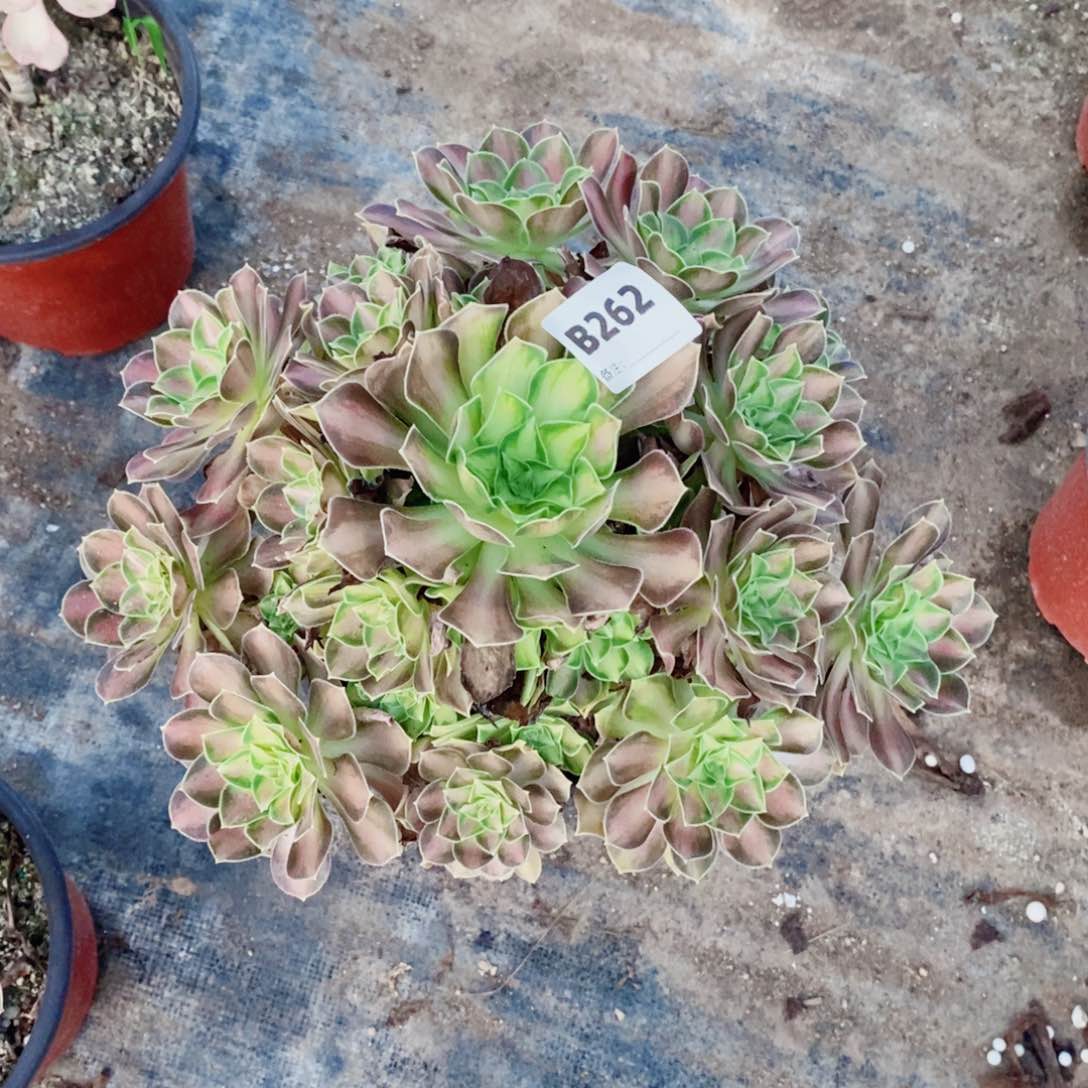 韶华多肉法师262