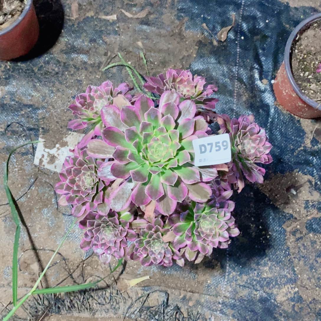 天河多肉法师759